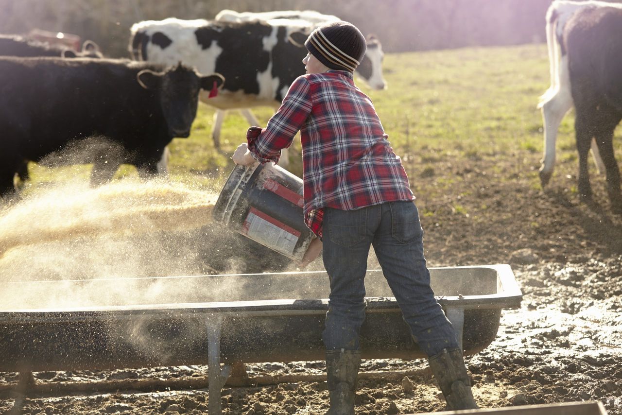 Watch: Mercosur animal feed 'doesn't make meat any less Irish' - Bord Bia chair