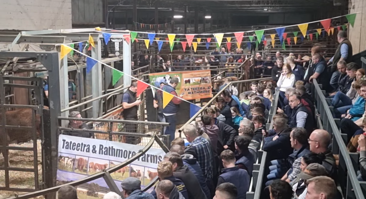 Video: Top-priced heifer sells for €10,300 at Tateetra sale