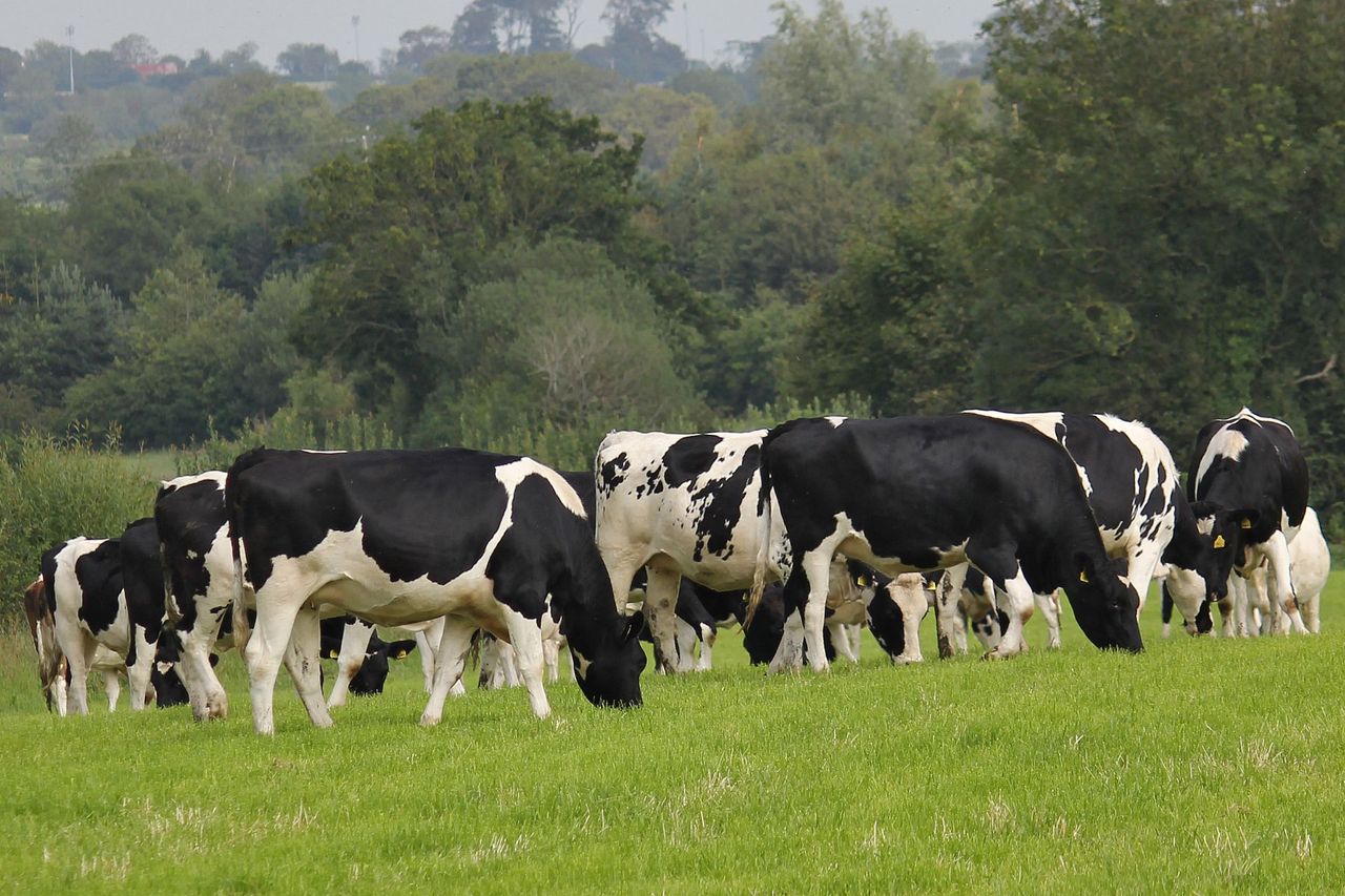 Breeding season: Target the heifers for best genetic gains