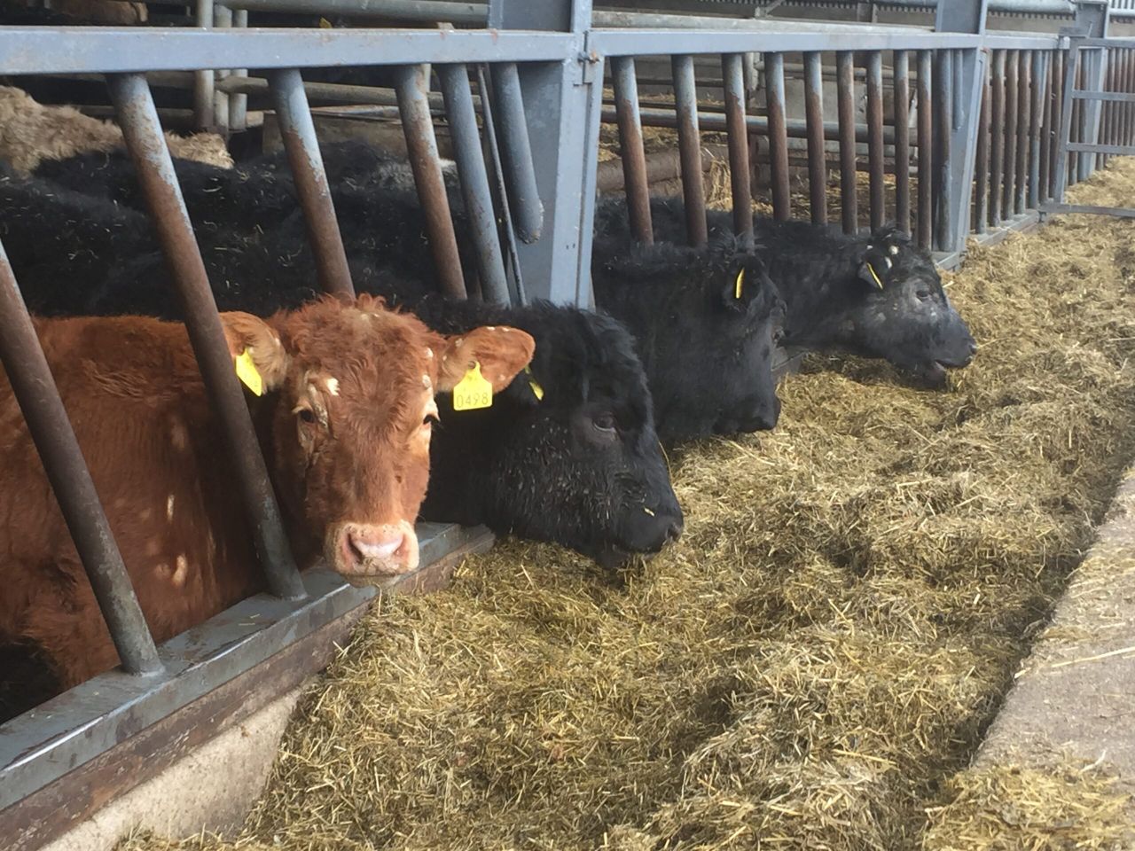 Pics & video: Behind the scenes on an organic farm finishing 700 cattle