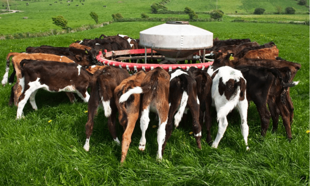 Contract heifer rearing: Here's the pros and cons from a farmer's perspective
