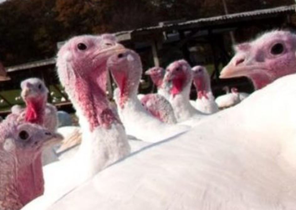 Ireland to receive vaccines for people at higher risk of bird flu