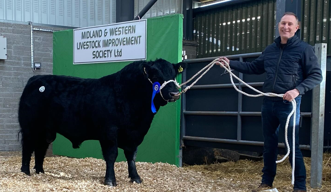 Cavan breeder secures €9,000 for Angus bull at Carrick sale