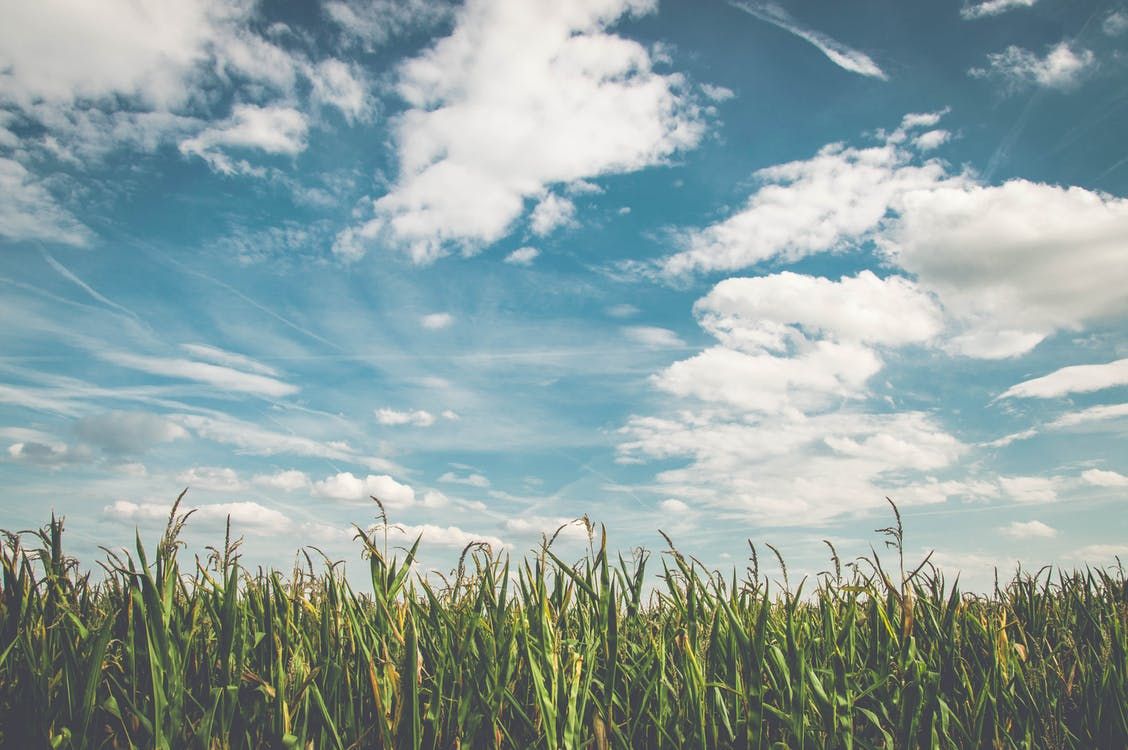 'Scapegoated' farmers need support on emissions - senator