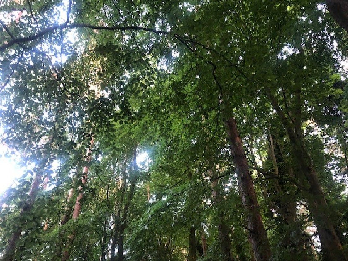 SEEFA: Forestry manifesto pledges broken down per party