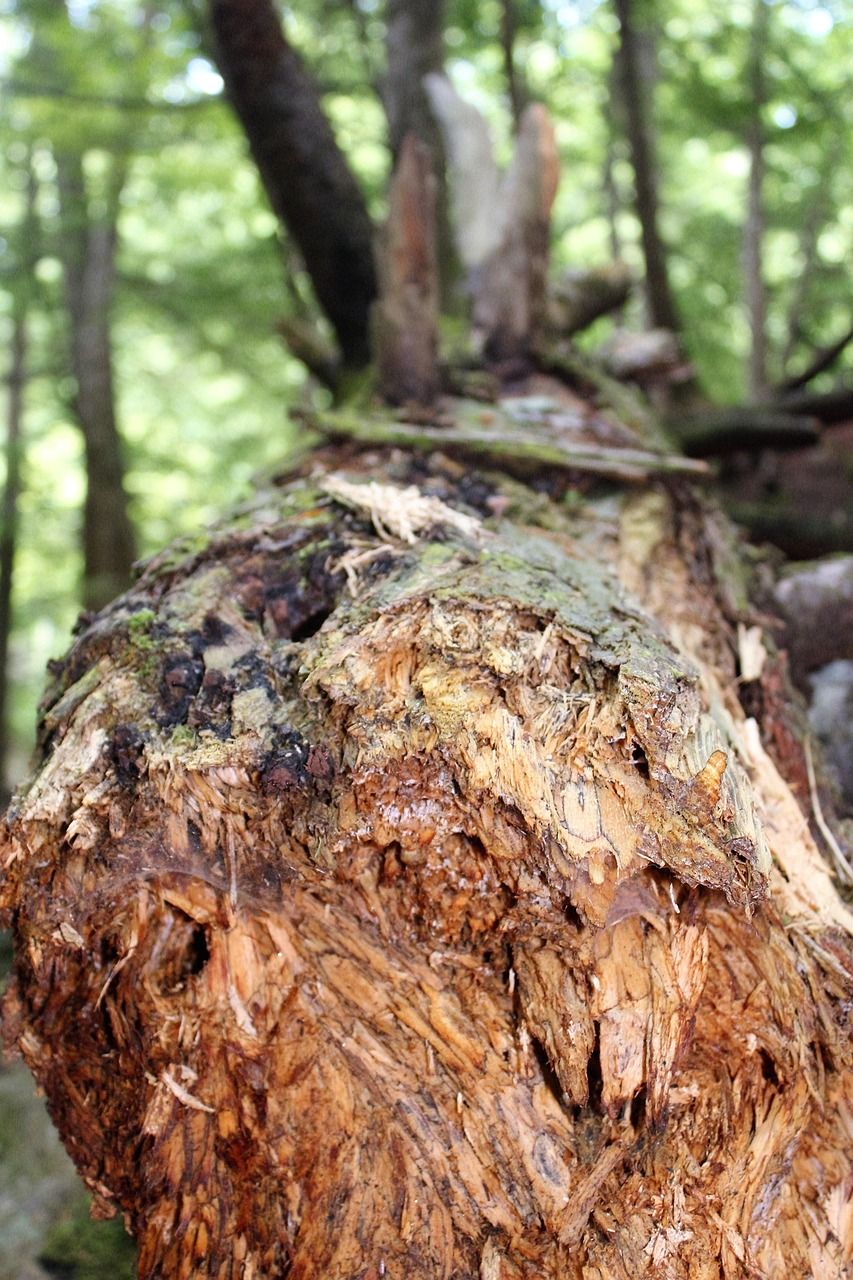 'Needs of owners' will be central to new forest windblow taskforce