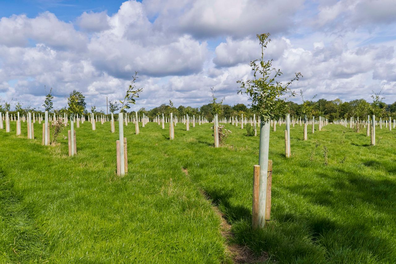 DAFM continues to 'process' forestry applications - minister