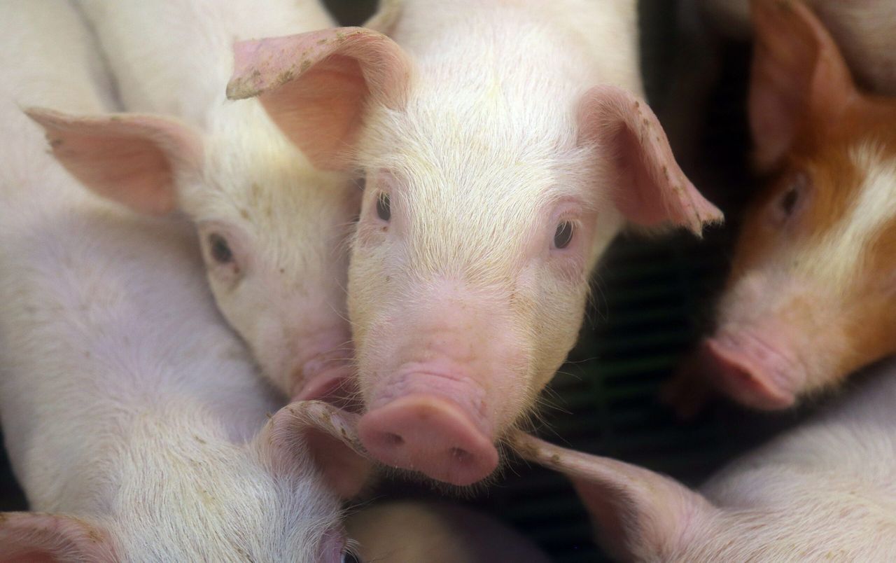 EU storage aid scheme for pigmeat closed after just 3 weeks