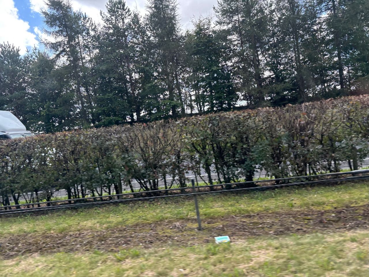 MEP: County councils 'totally ignore' hedge cutting best practice