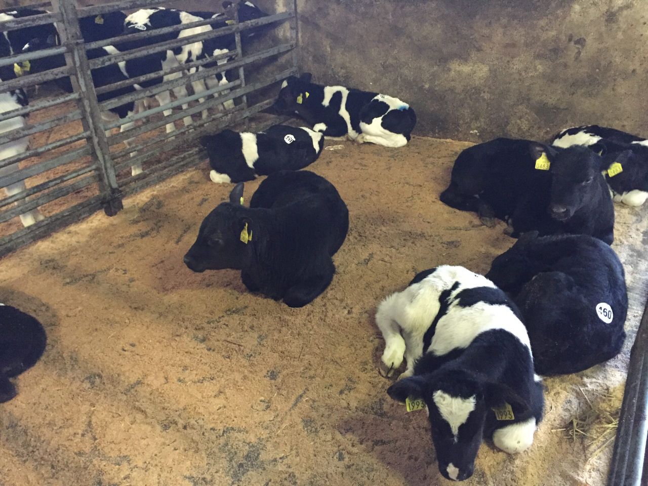 Cattle Marts: Export trade key in maintaining Friesian bull calf price