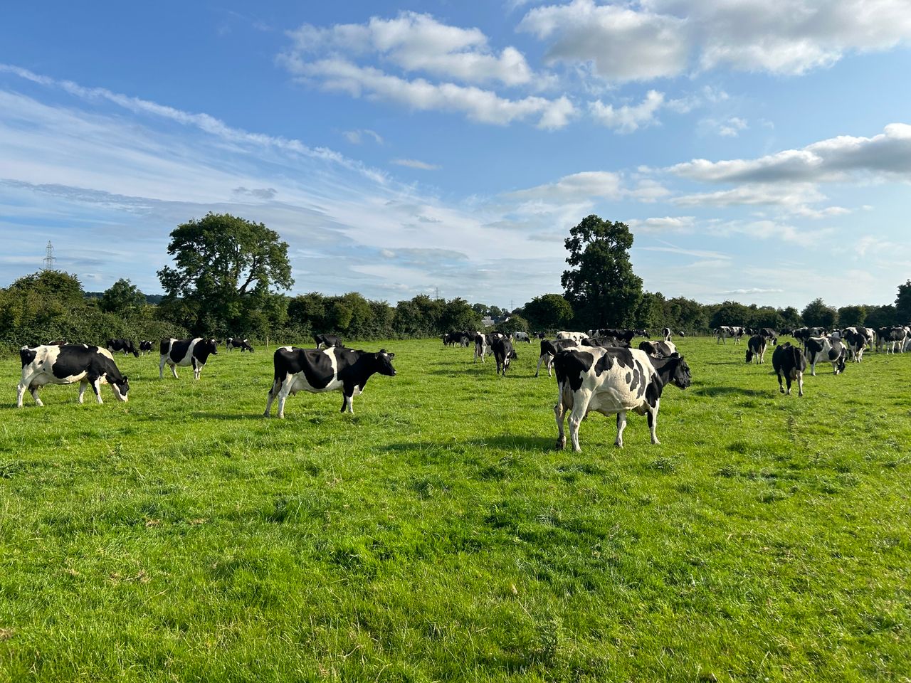 Each extra day at grass in autumn is worth an added €3/cow