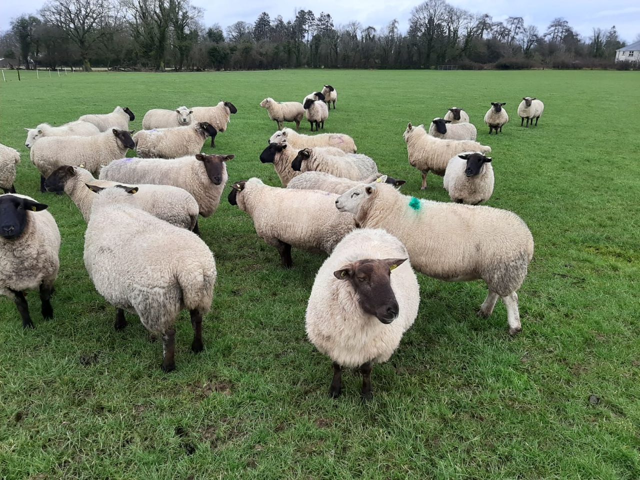 Dispersal sale of 150 in-lamb ewes set to take place this Tuesday at Tullow Mart