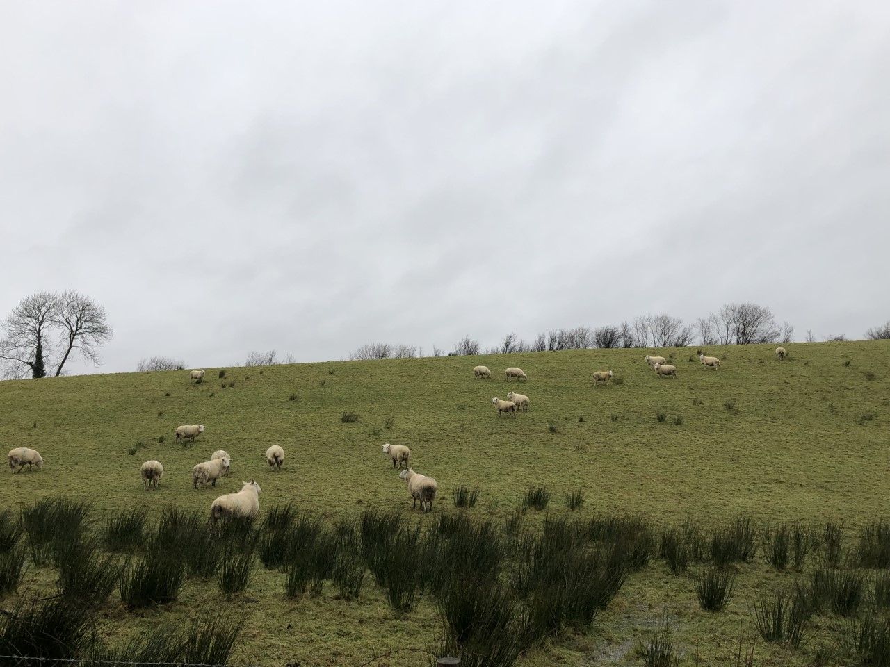 'Ewes that are in good condition at mating time are going to give you more lambs'