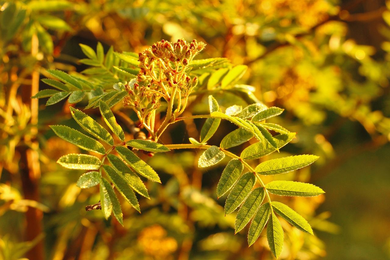 Over 580 approvals issued under ash dieback scheme