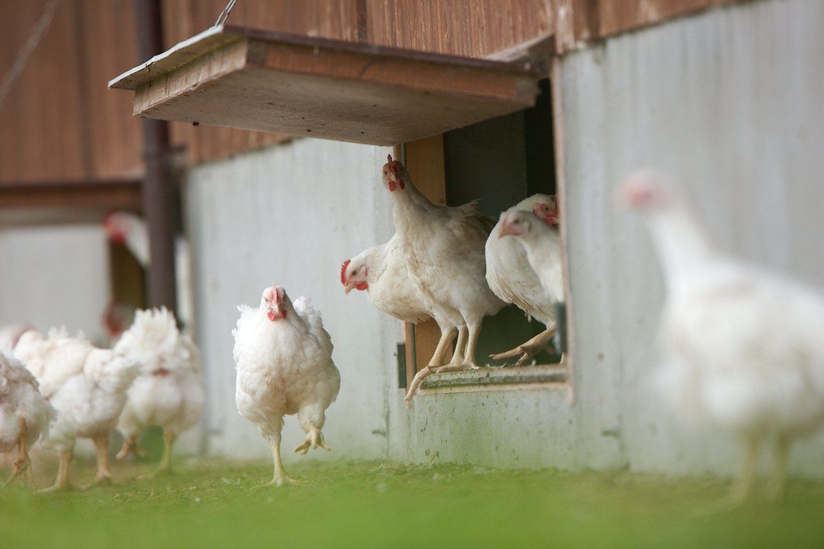 Requirement for poultry to be housed set to continue due to bird flu risk