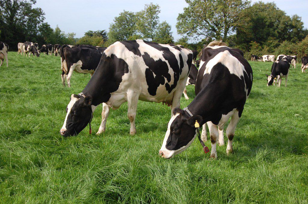 M&S adopts RSPCA quality assurance standards for dairy
