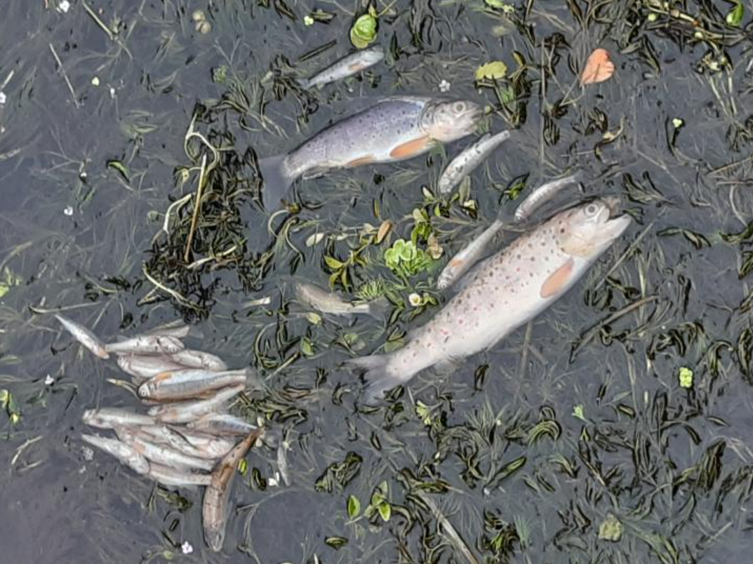 Uisce Éireann fined for polluting Cavan river