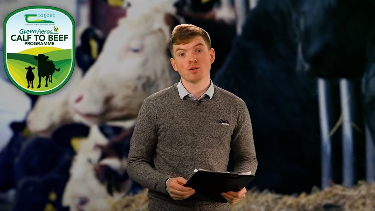 The Calf Show - Tuesday - Calf feeding and maintaining hygiene
