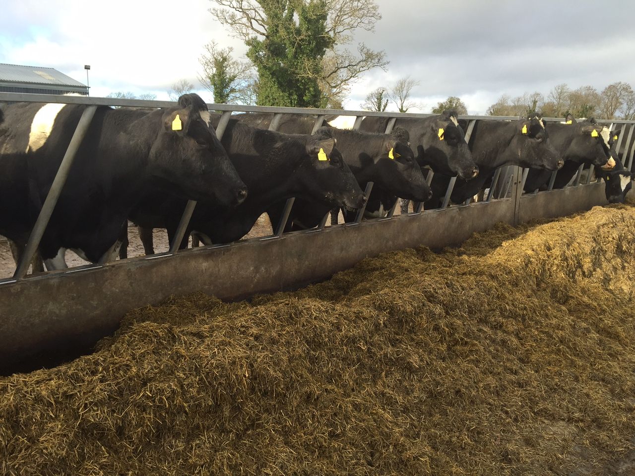 'Uncertain times' ahead for the world dairy trade