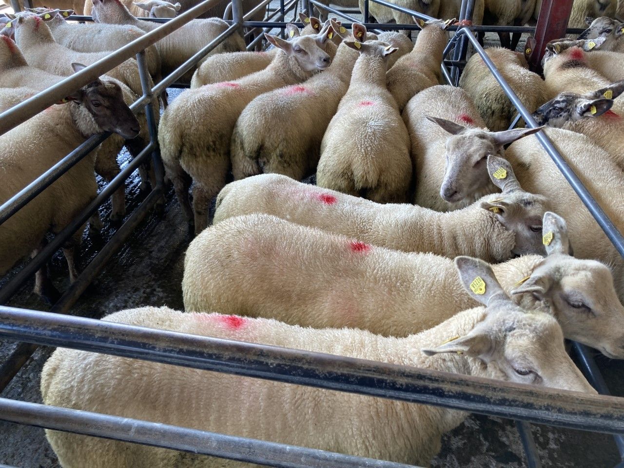 Sheep trade: Lamb prices continue upward trajectory