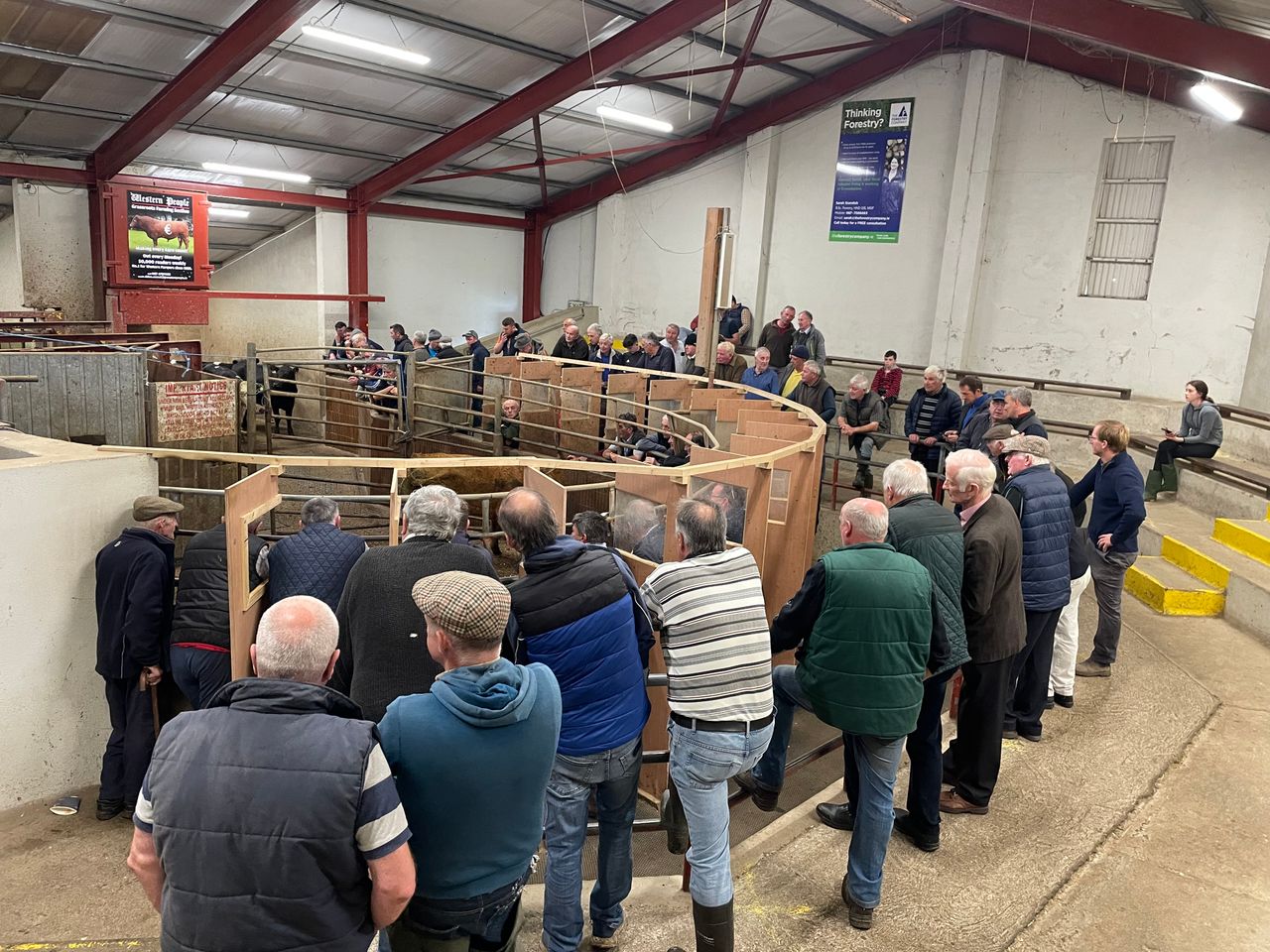 Ballina Mart manager expects positive trade as peak sales approach