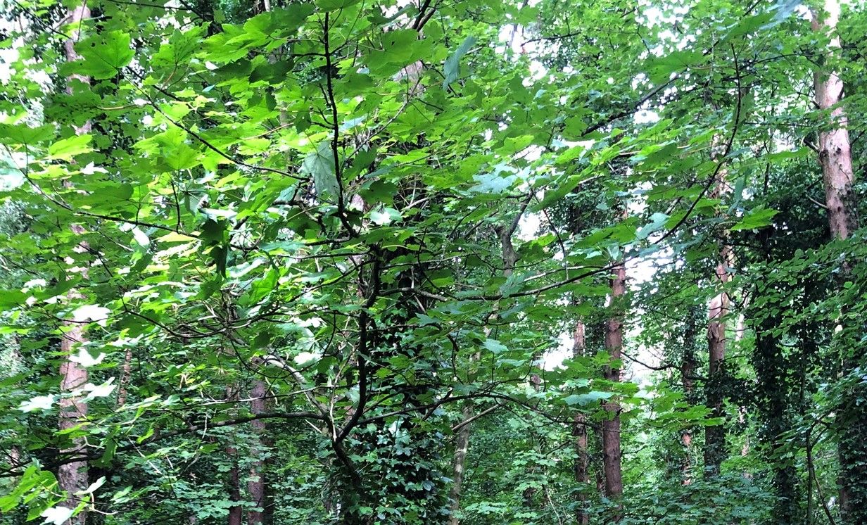 Cork has largest forest area in Ireland - DAFM