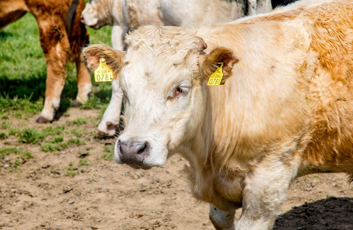 Department considers outsourcing of BSE sampling