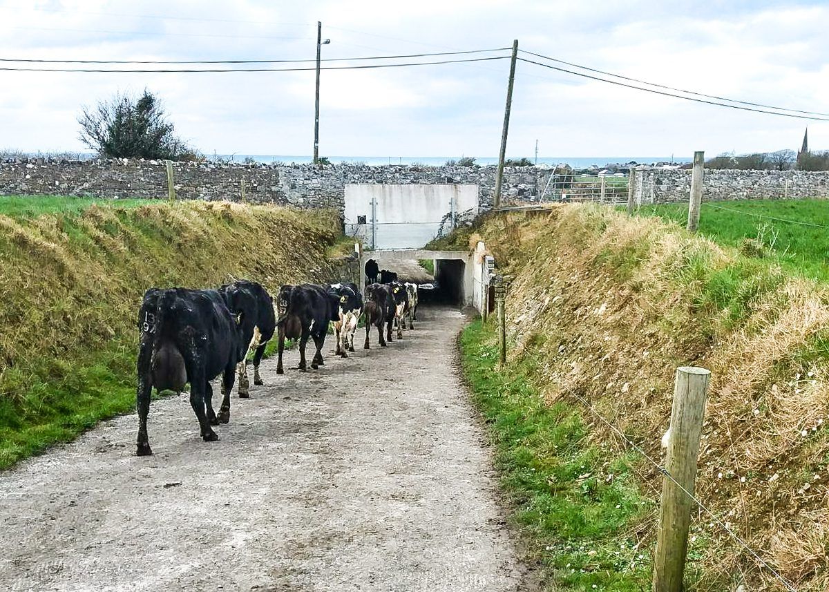 Dairy focus: Two generations drive toward 300 cows in Co. Sligo