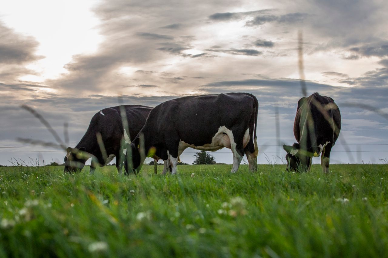 New NDC Spotlight Series on securing the future of Irish dairy