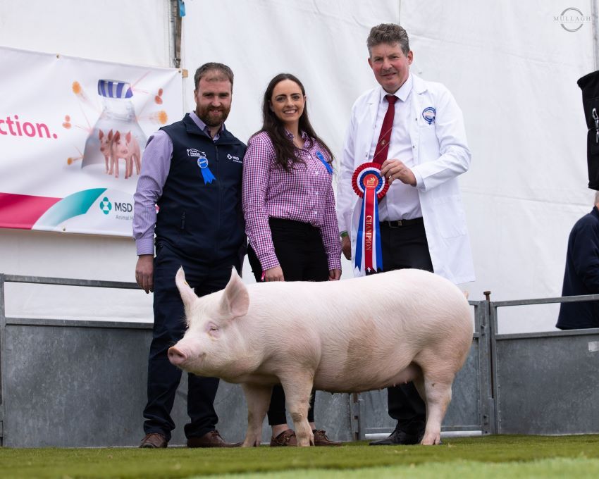 MSD Animal Health expands pig team