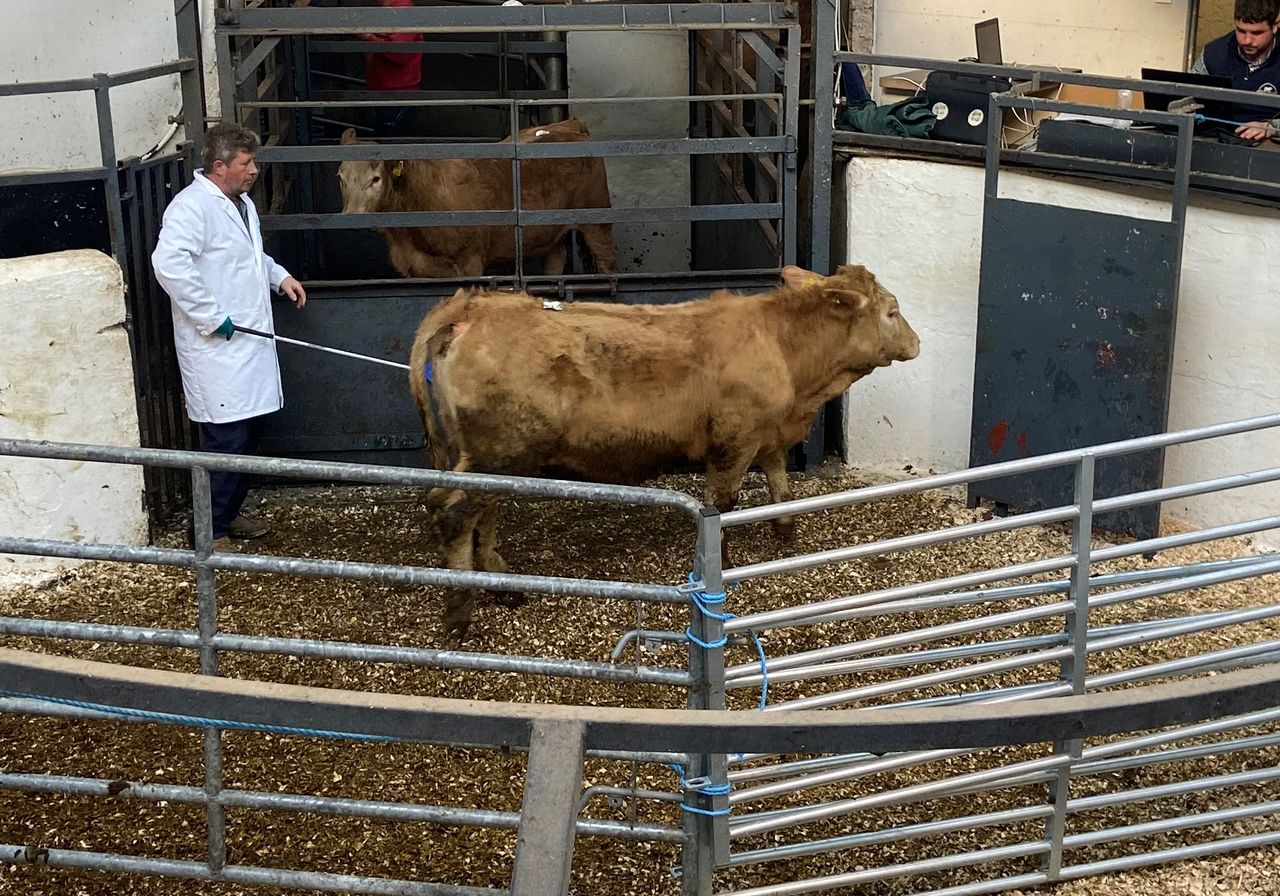 Pics and prices: Steady trade at Carnaross Mart's weanling sale