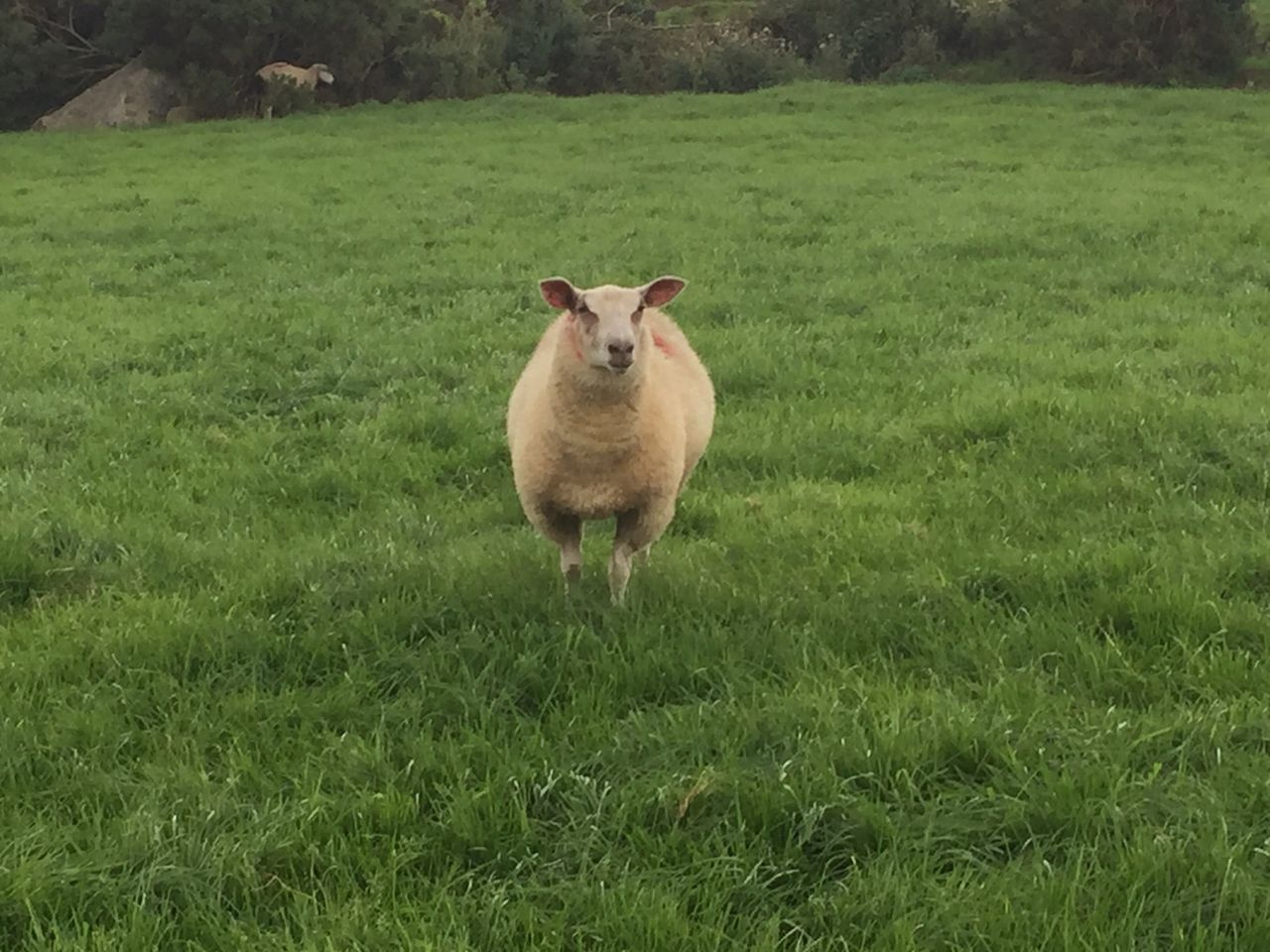 Over 6,000 applications lodged for Sheep Welfare Scheme