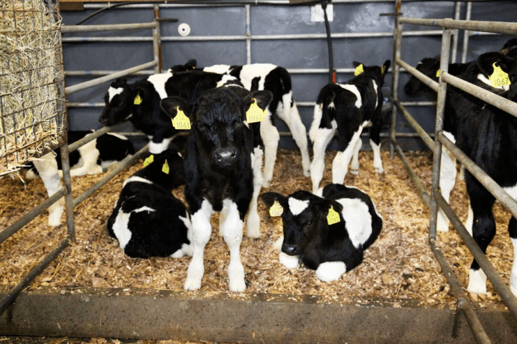 Calf-only sales announced for GVM marts until end of March