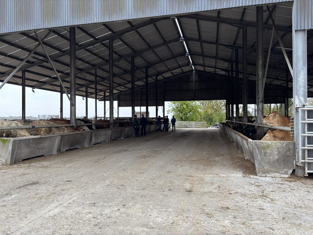 The beef unit on the farm is independent of the suckler demonstration farm