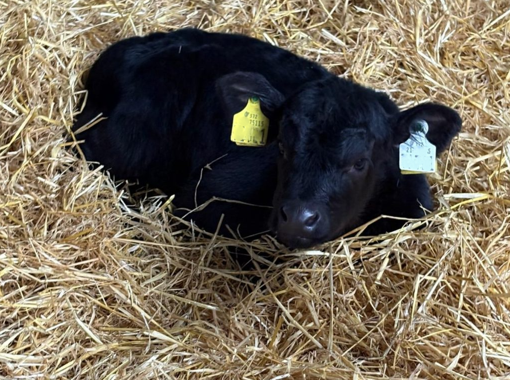 A deep bed of straw is provided to allow calves to nest in the bedding