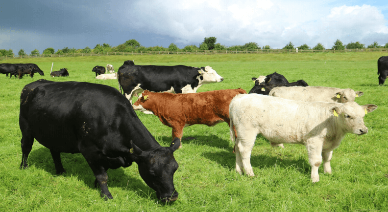Slaughter performance: Differences between high and low terminal index sires