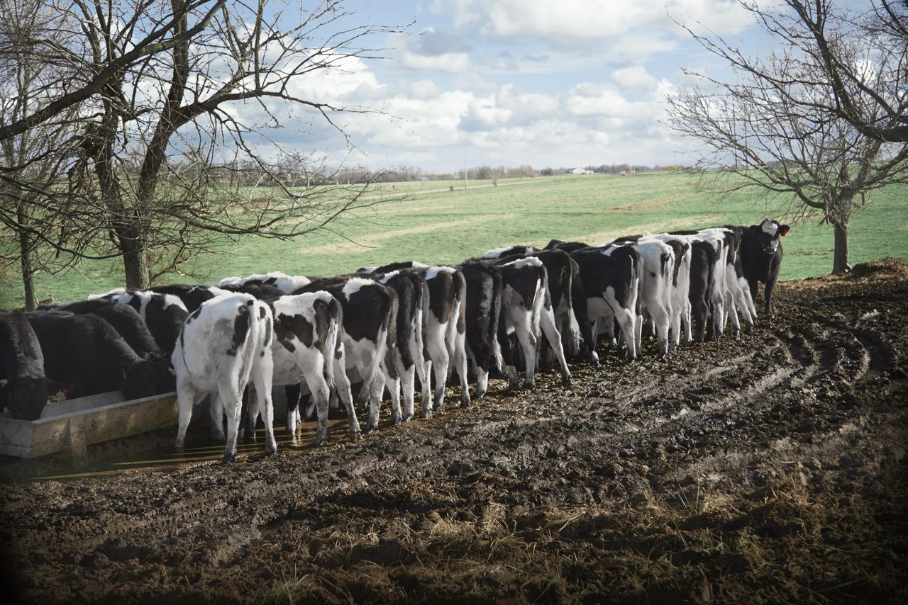 DAFM told to release information about herds with 500 plus cattle