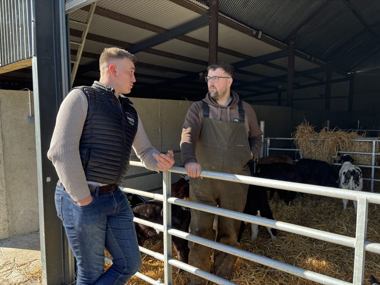 Watch: Dairy farm breeding beef calves to secure a €1.50/kg breed bonus