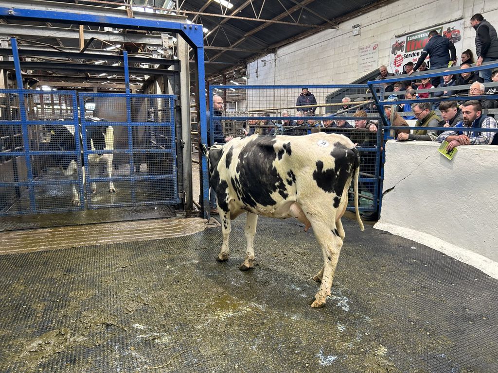 Lot 38: Greenhills Superdry Rose, EBI of €320 and is projected to produce over 500kg of MS with 3.86% protein in her first lactation sold for €4,400