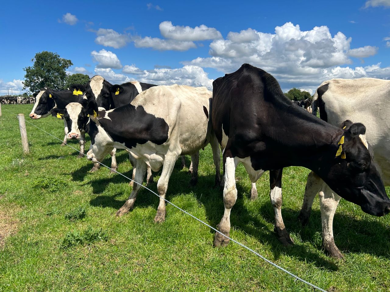 Dairy Focus: 40 years of Ballyclider breeding