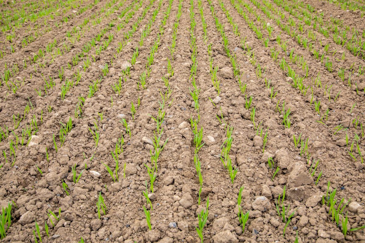 Aphids continue to cause debate