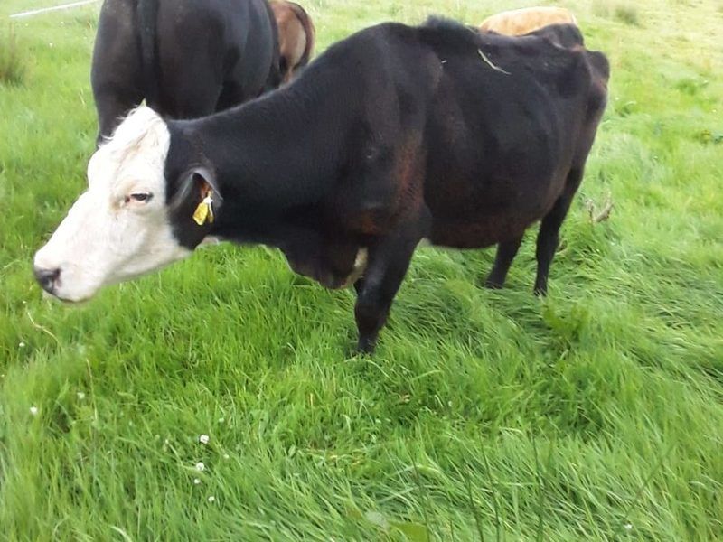 Oldest cow in Ireland could be in Co. Clare