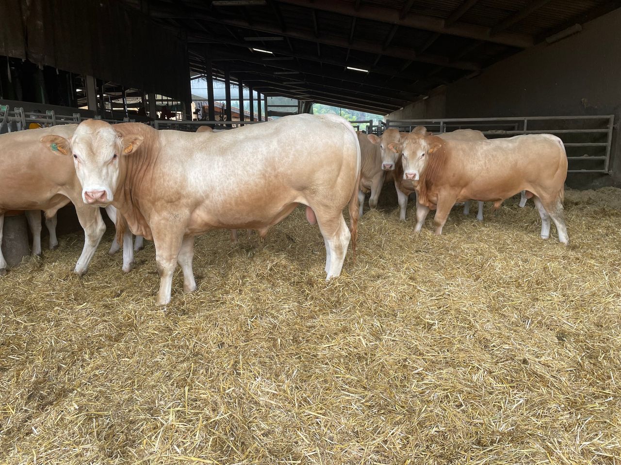 Defra: French ruminant livestock imports to UK postponed