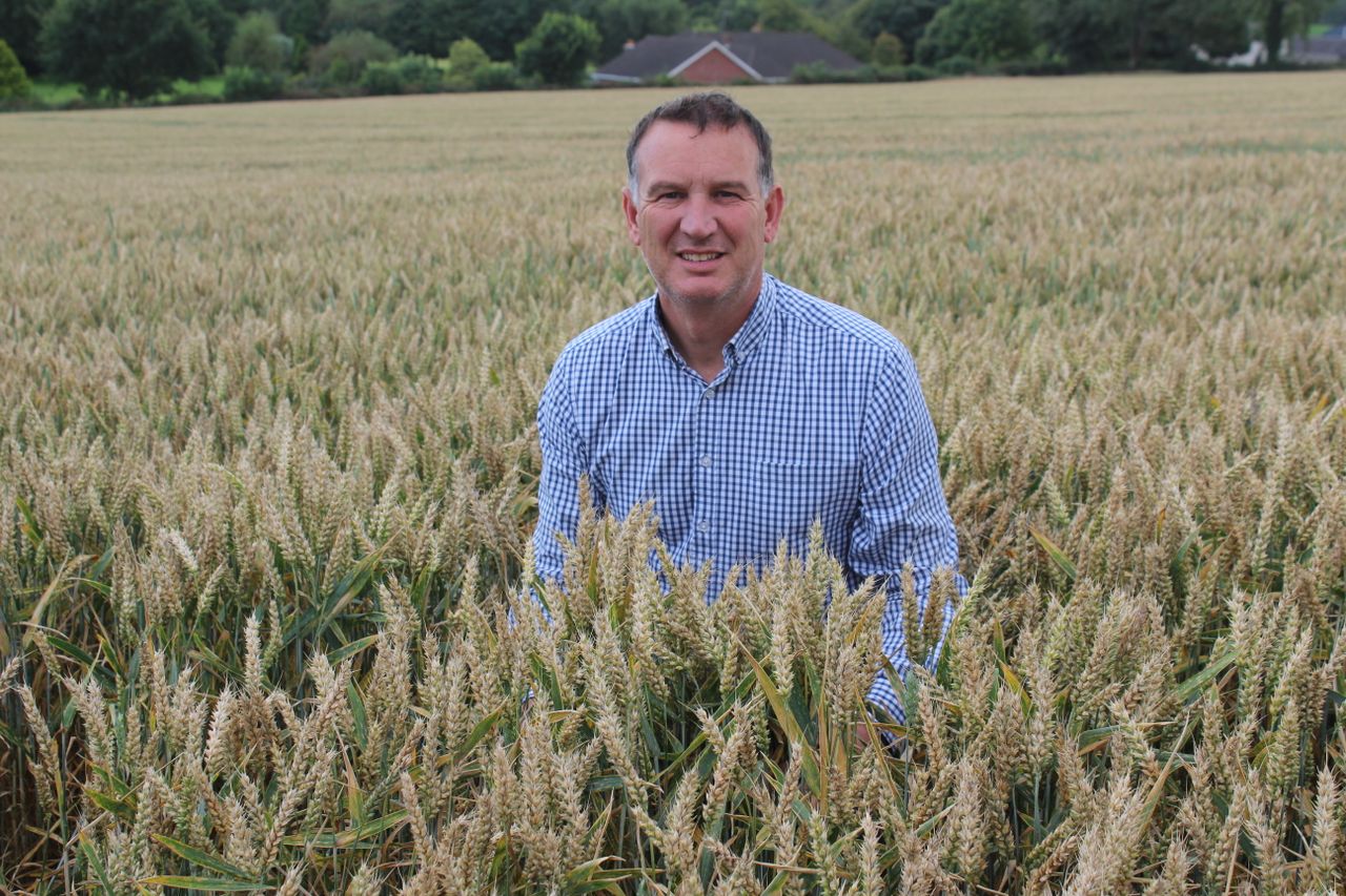 Absence of BYDV 'reflected in the yields' for Northern Ireland harvest 2025