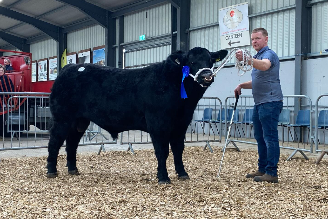 Carrick on Shannon multi-breed sale sees 3 bulls hit €5k