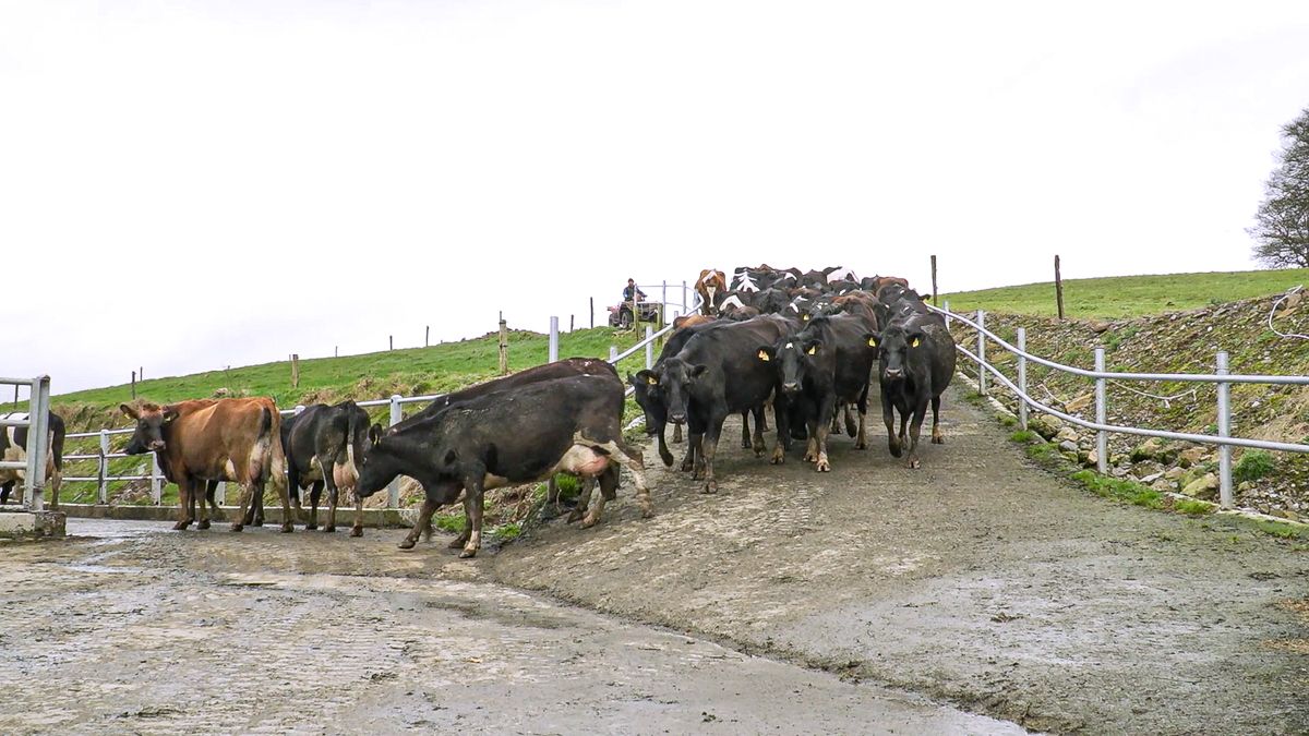 Reducing emissions from your dairy herd through EBI
