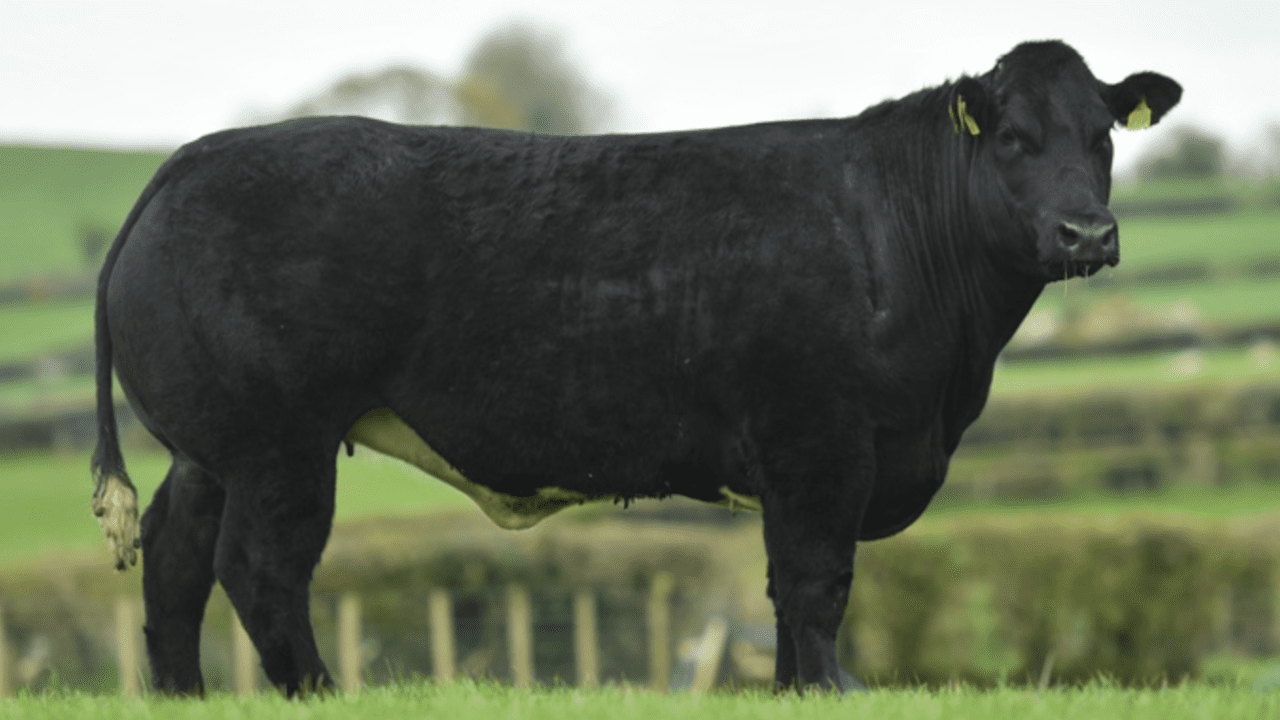 New rules see Jalex sale 'unable to facilitate' export of heifers to the republic