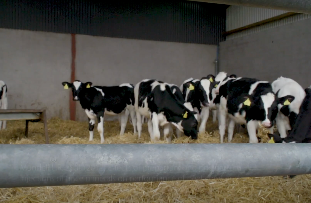 How to: Get your cows ready for breeding