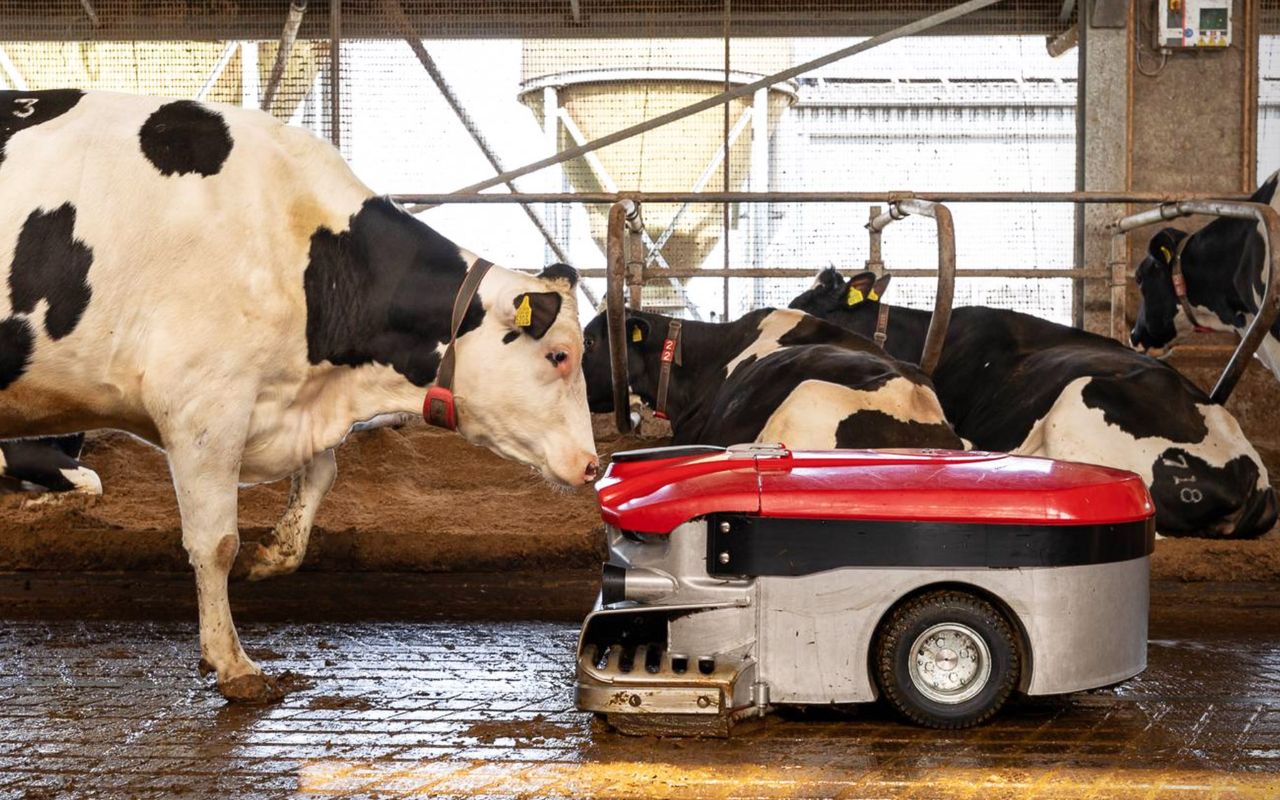 Lely Discovery Collector C2 combats lameness in cattle