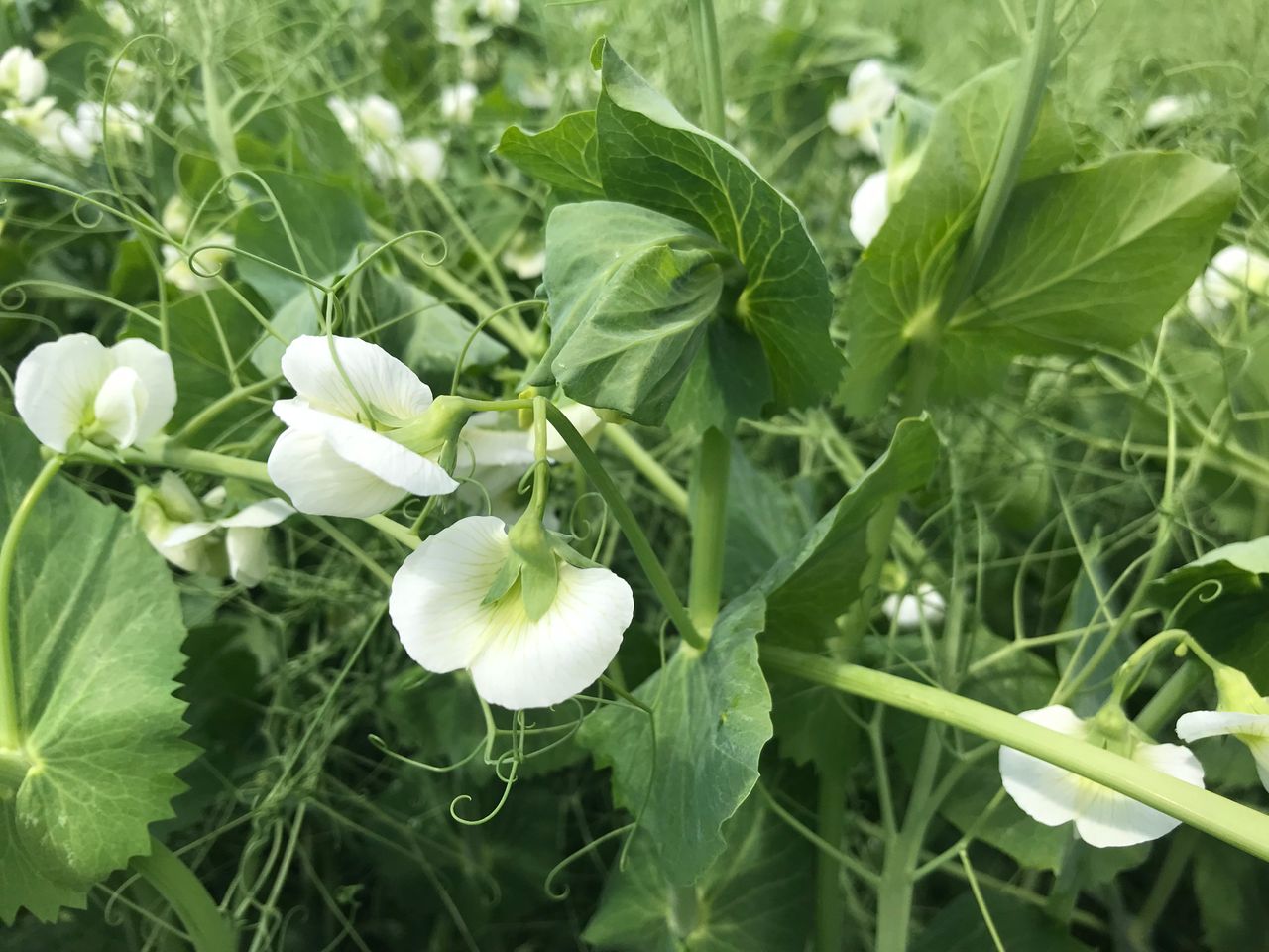 Are peas making a comeback?